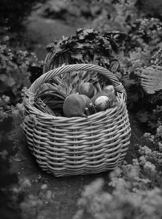 Fresh vegetables in basket